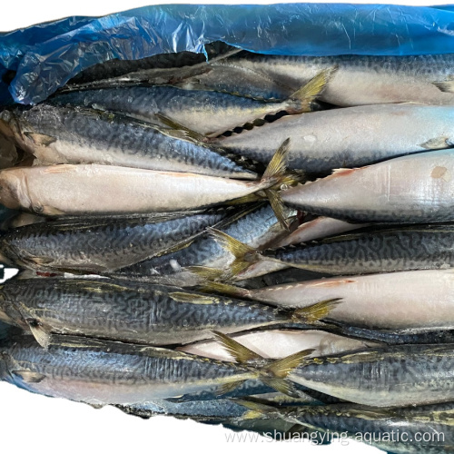 Frozen Pacific Mackerel 100-200g For Canned Food